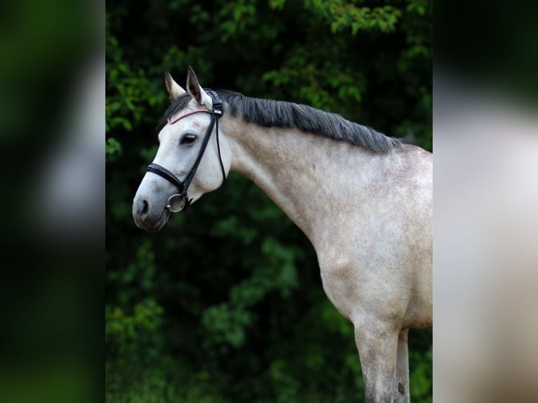 Plus de chevaux à sang chaud Jument 5 Ans 160 cm Gris pommelé in Wartenberg