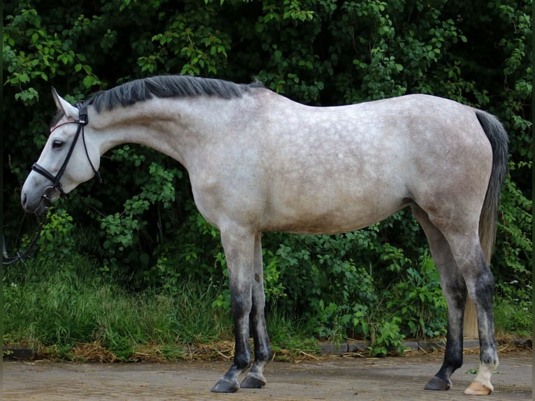 Plus de chevaux à sang chaud Jument 5 Ans 160 cm Gris pommelé in Wartenberg