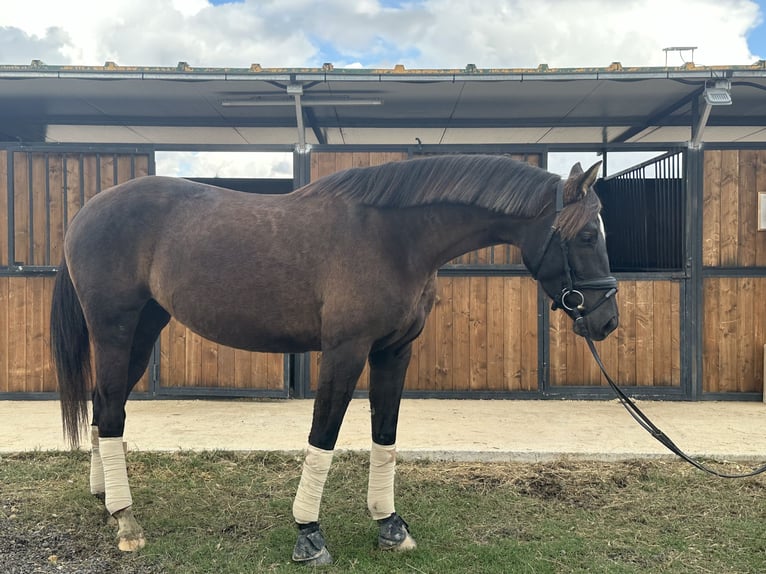 Plus de chevaux à sang chaud Jument 5 Ans 160 cm Noir in Conde Cortichelles, Del (Masia)