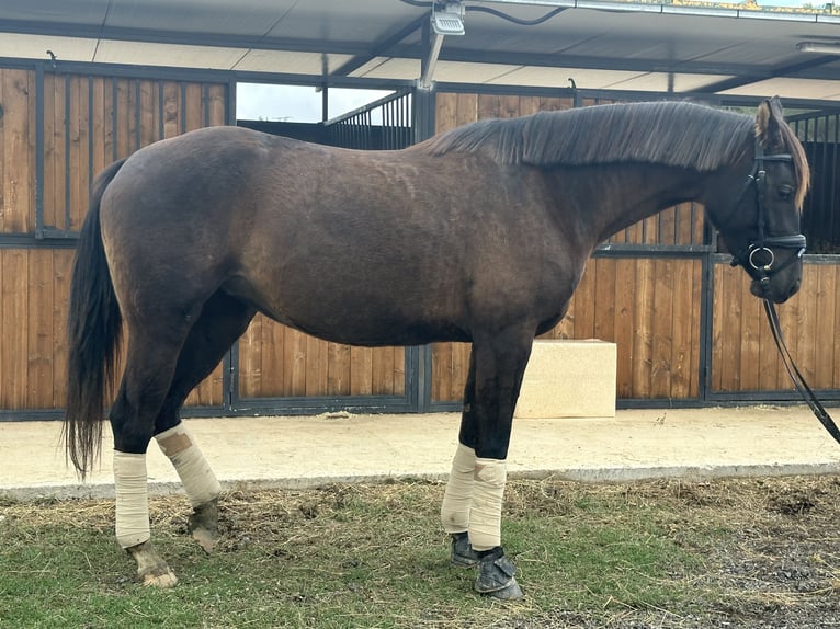 Plus de chevaux à sang chaud Jument 5 Ans 160 cm Noir in Conde Cortichelles, Del (Masia)