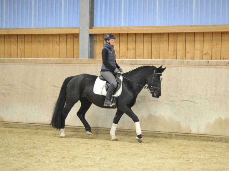 Plus de chevaux à sang chaud Jument 5 Ans 160 cm Noir in Wellheim