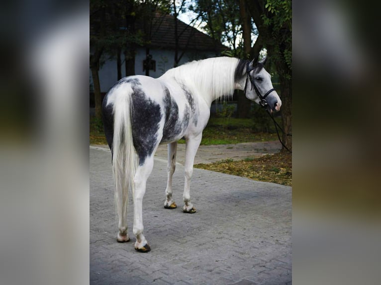 Plus de chevaux à sang chaud Jument 5 Ans 162 cm Pinto in B&#xE9;k&#xE9;scsaba