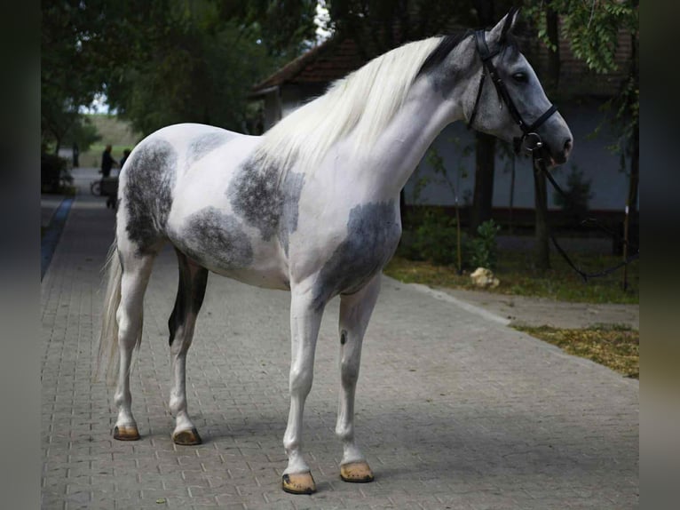 Plus de chevaux à sang chaud Jument 5 Ans 162 cm Pinto in B&#xE9;k&#xE9;scsaba