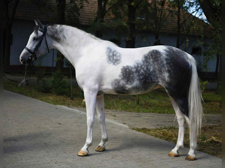 Plus de chevaux à sang chaud Jument 5 Ans 162 cm Pinto in B&#xE9;k&#xE9;scsaba