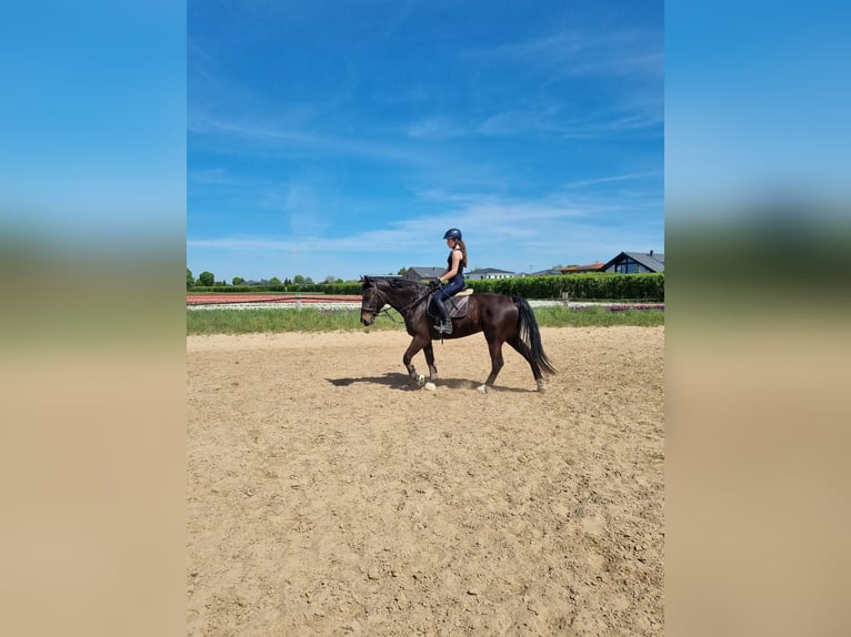 Plus de chevaux à sang chaud Jument 5 Ans 163 cm Bai in Braunschweig