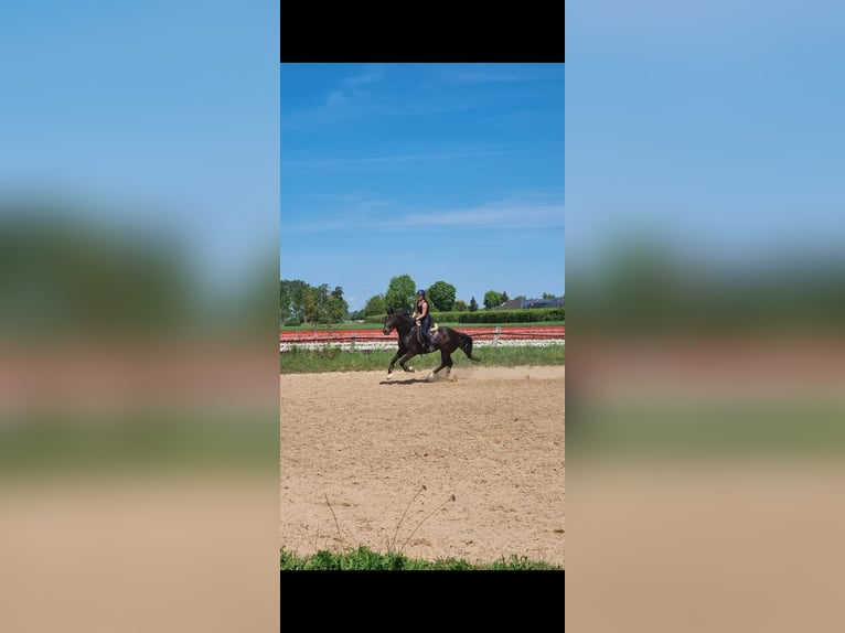 Plus de chevaux à sang chaud Jument 5 Ans 163 cm Bai in Braunschweig
