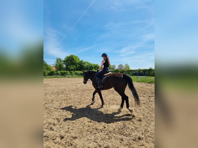 Plus de chevaux à sang chaud Jument 5 Ans 163 cm Bai in Braunschweig