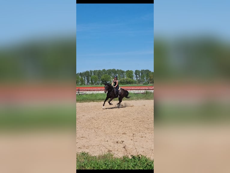 Plus de chevaux à sang chaud Jument 5 Ans 163 cm Bai in Braunschweig