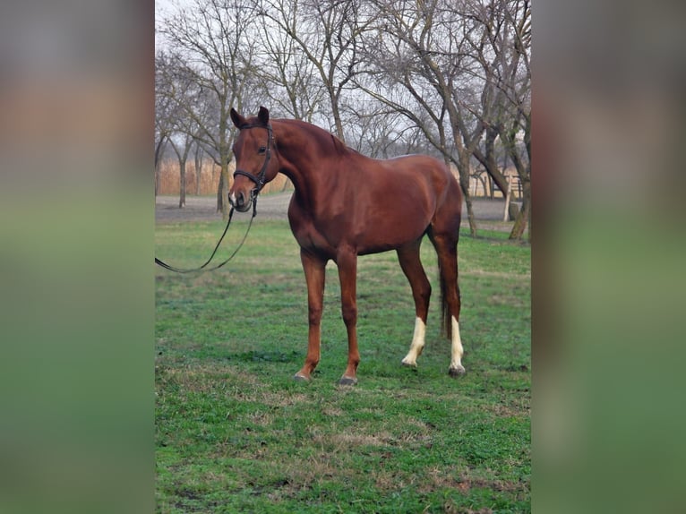 Plus de chevaux à sang chaud Jument 5 Ans 163 cm Bai in Békéscsaba