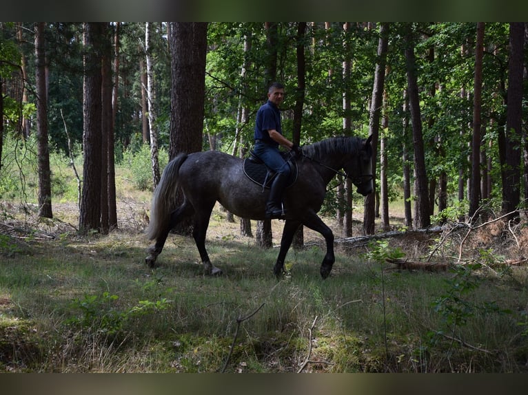 Plus de chevaux à sang chaud Jument 5 Ans 163 cm Gris pommelé in Chełmno