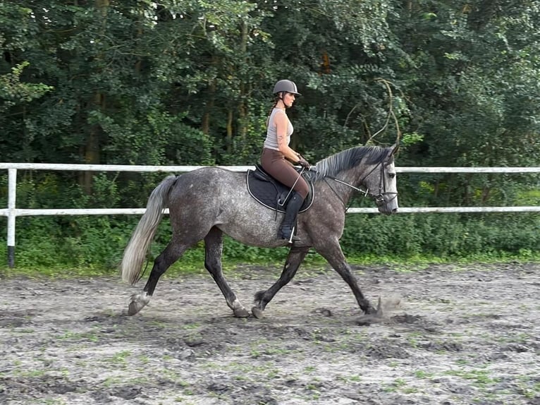 Plus de chevaux à sang chaud Jument 5 Ans 163 cm Gris pommelé in Chełmno