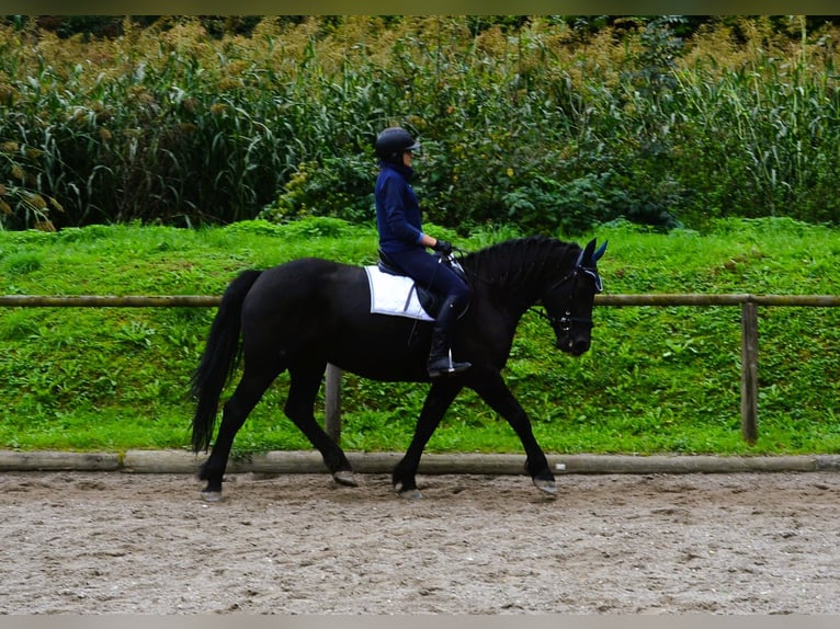 Plus de chevaux à sang chaud Jument 5 Ans 164 cm Noir in Wellheim