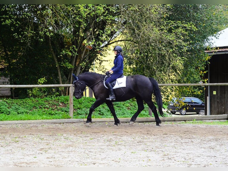 Plus de chevaux à sang chaud Jument 5 Ans 164 cm Noir in Wellheim