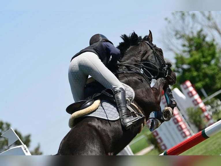 Plus de chevaux à sang chaud Jument 5 Ans 164 cm Noir in Enzesfeld-Lindabrunn