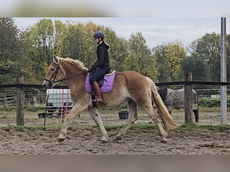 Plus de chevaux à sang chaud Croisé Jument 5 Ans 165 cm Alezan in Mülheim an der Ruhr