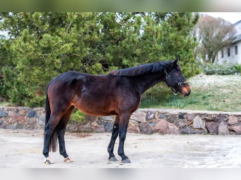 Plus de chevaux à sang chaud Jument 5 Ans 165 cm Bai brun in Wellheim