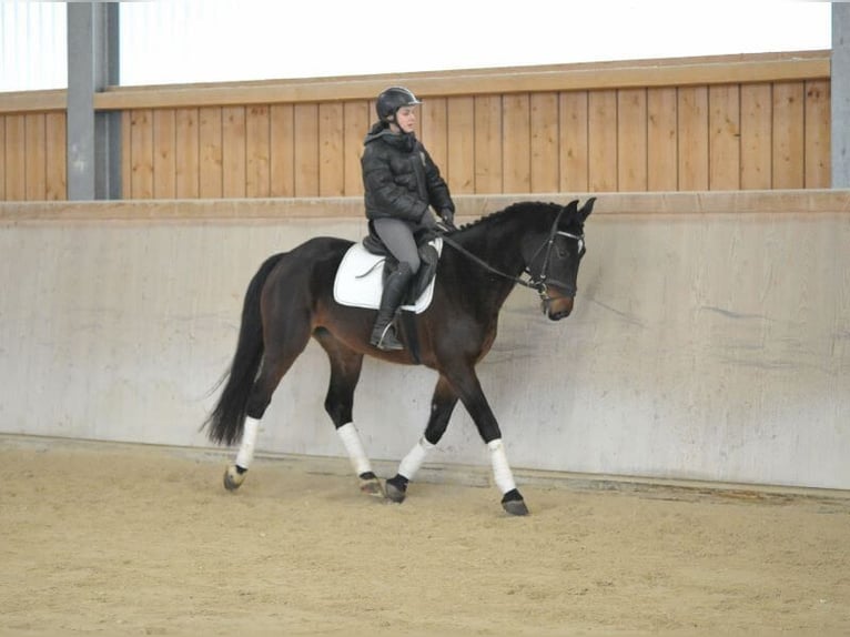 Plus de chevaux à sang chaud Jument 5 Ans 165 cm Bai brun in Wellheim