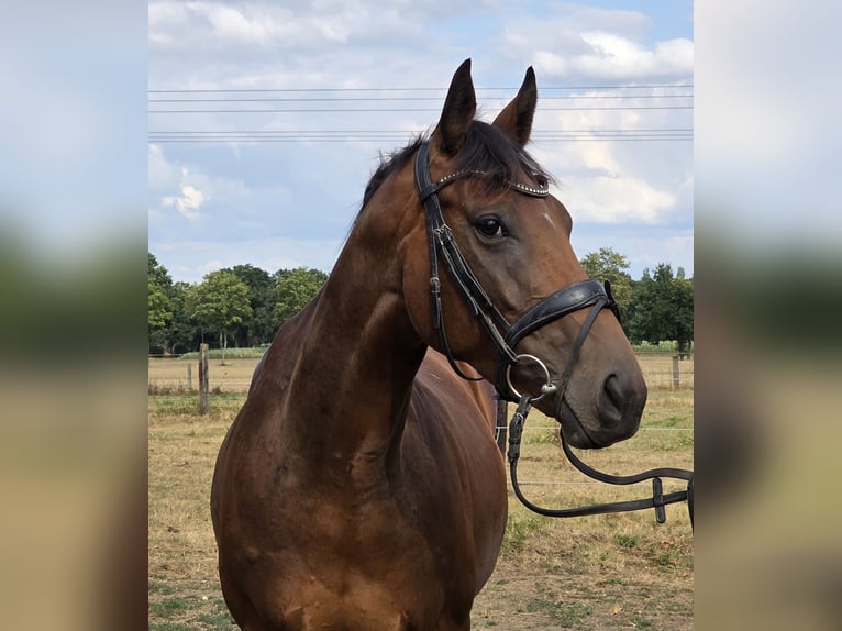 Plus de chevaux à sang chaud Jument 5 Ans 165 cm Bai in Wachtendonk