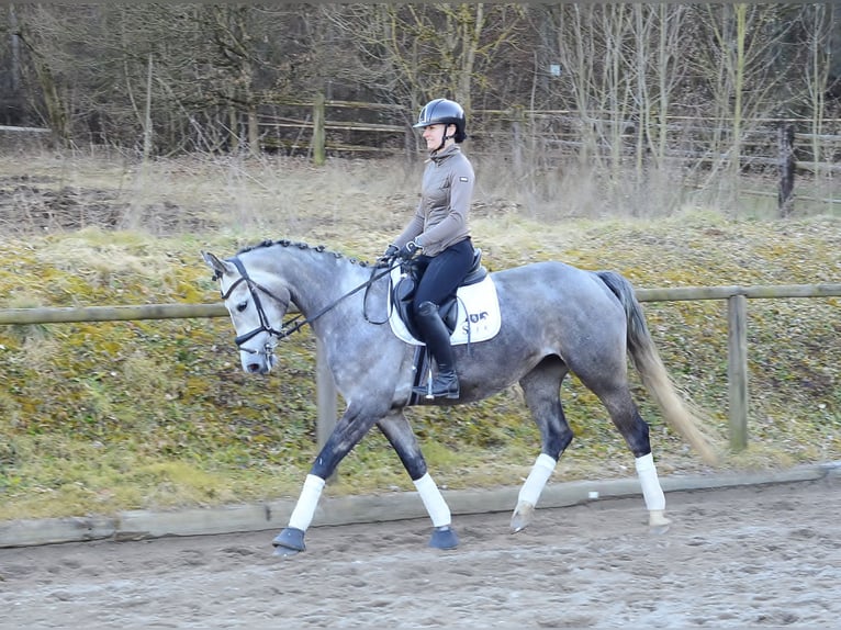 Plus de chevaux à sang chaud Jument 5 Ans 165 cm Gris pommelé in Wellheim