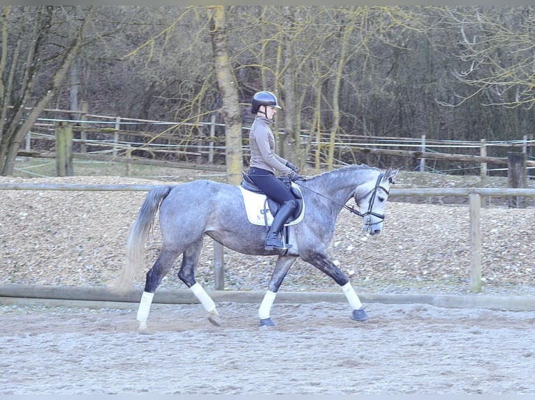 Plus de chevaux à sang chaud Jument 5 Ans 165 cm Gris pommelé in Wellheim