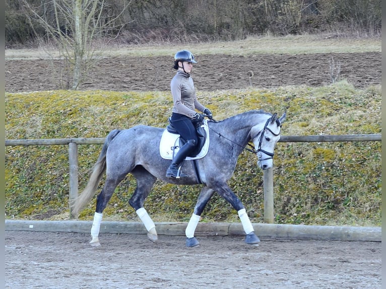 Plus de chevaux à sang chaud Jument 5 Ans 165 cm Gris pommelé in Wellheim