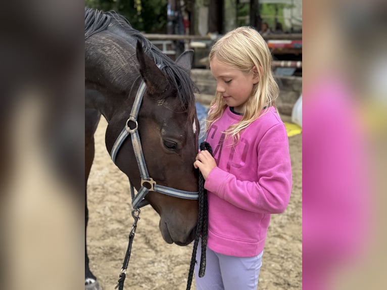Plus de chevaux à sang chaud Jument 5 Ans 167 cm Bai brun in Adliswil