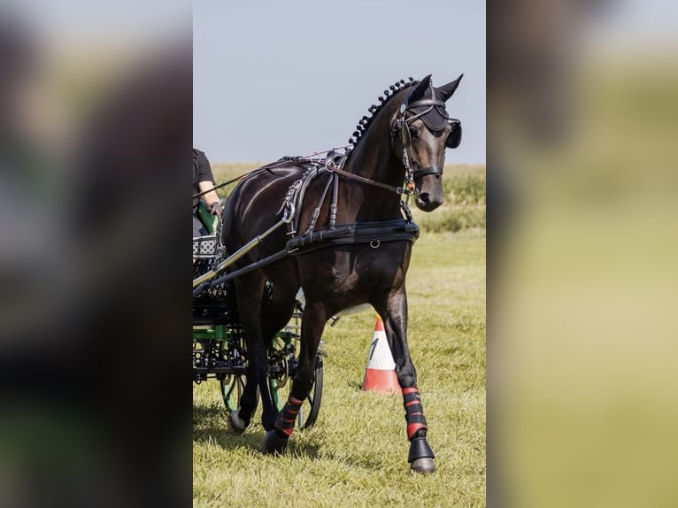 Plus de chevaux à sang chaud Jument 5 Ans 167 cm Bai brun foncé in Rawicz