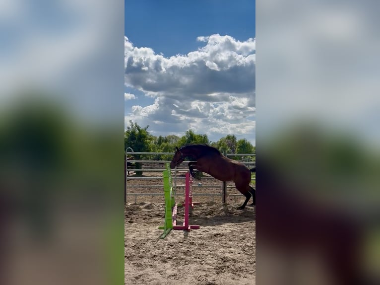 Plus de chevaux à sang chaud Croisé Jument 5 Ans 167 cm Bai in Berlin