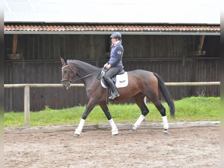 Plus de chevaux à sang chaud Jument 5 Ans 167 cm Bai in Wellheim