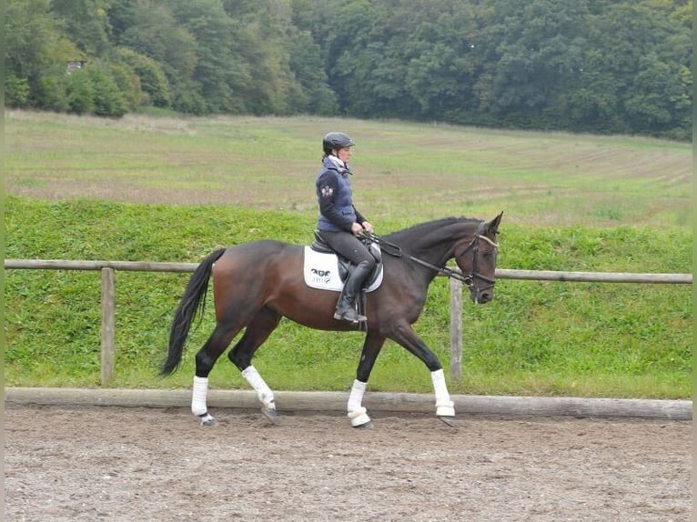 Plus de chevaux à sang chaud Jument 5 Ans 167 cm Bai in Wellheim