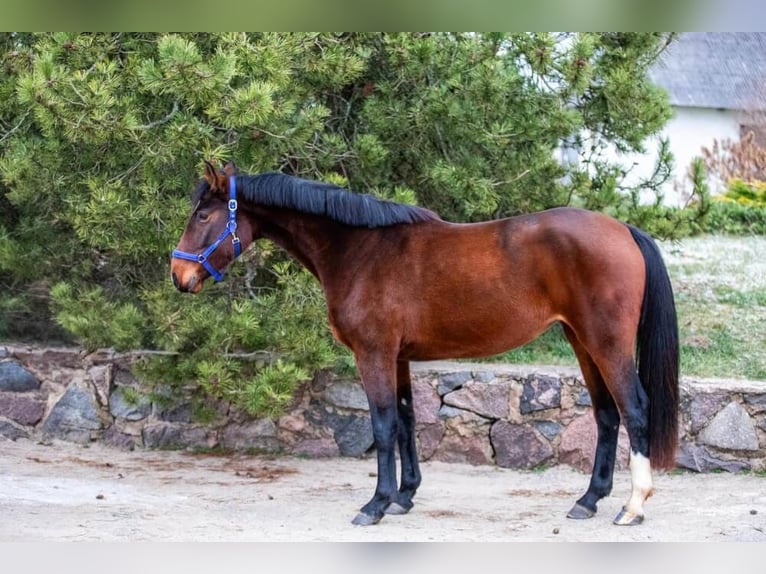 Plus de chevaux à sang chaud Jument 5 Ans 167 cm Bai in Wellheim