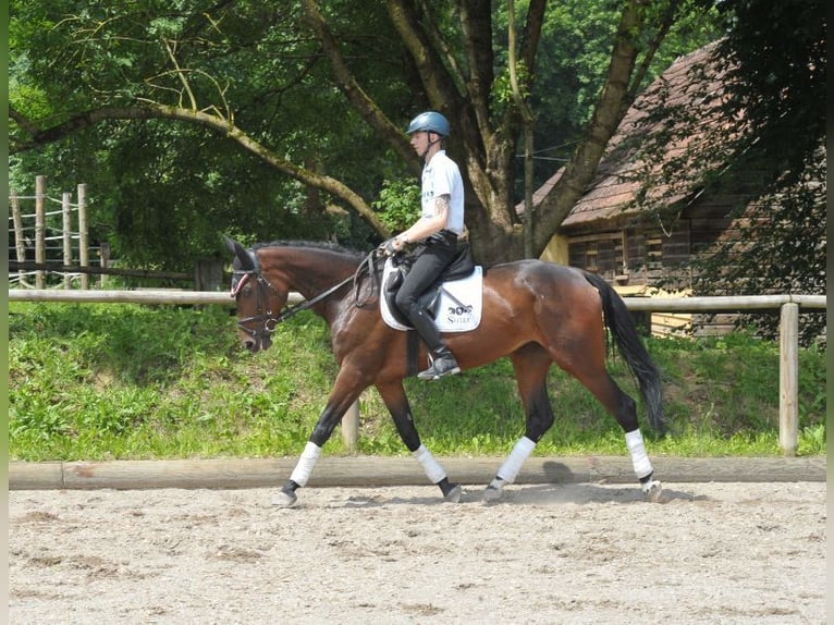 Plus de chevaux à sang chaud Jument 5 Ans 167 cm Bai in Wellheim