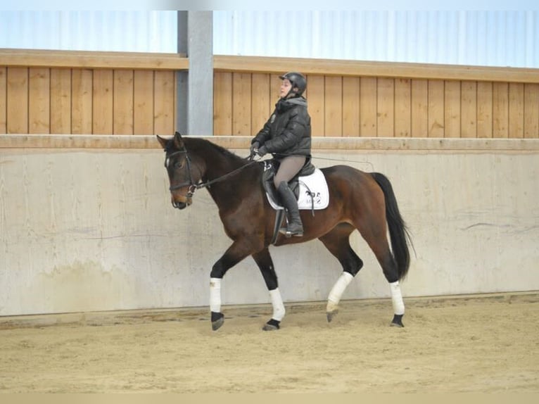 Plus de chevaux à sang chaud Jument 5 Ans 167 cm Bai in Wellheim