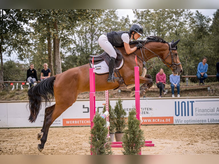 Plus de chevaux à sang chaud Jument 5 Ans 167 cm Bai in Neuried