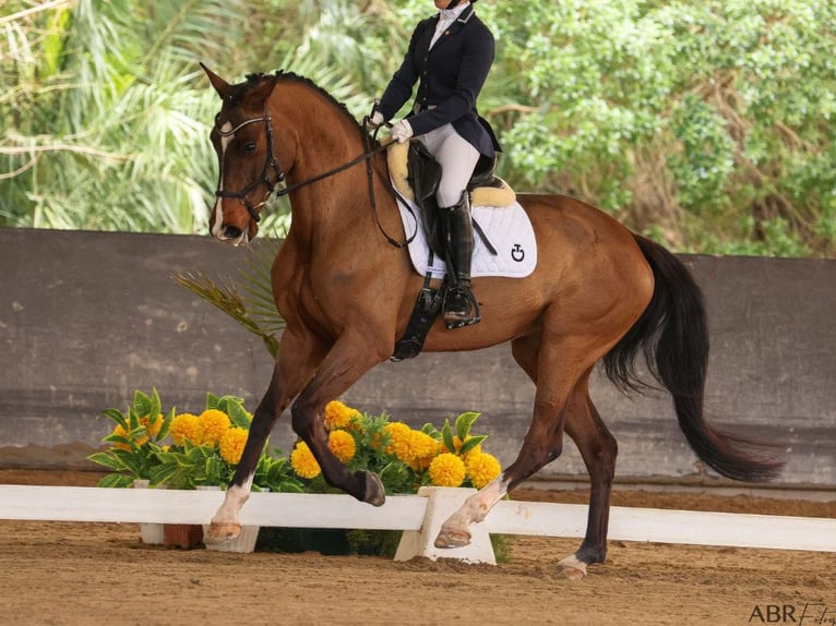 Plus de chevaux à sang chaud Jument 5 Ans 167 cm in Navas Del Madro&#xF1;o