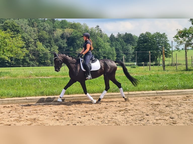 Plus de chevaux à sang chaud Jument 5 Ans 169 cm Noir in Moosach