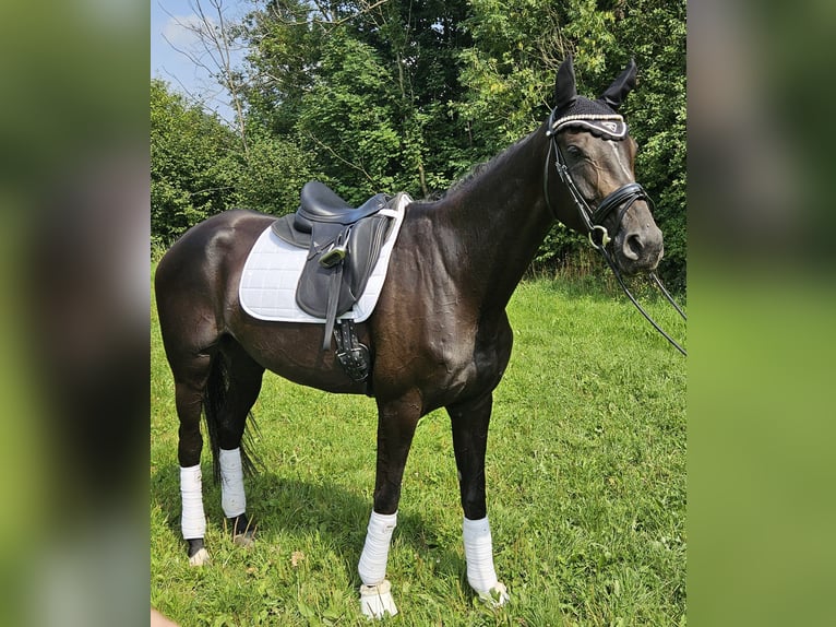 Plus de chevaux à sang chaud Jument 5 Ans 169 cm Noir in Moosach