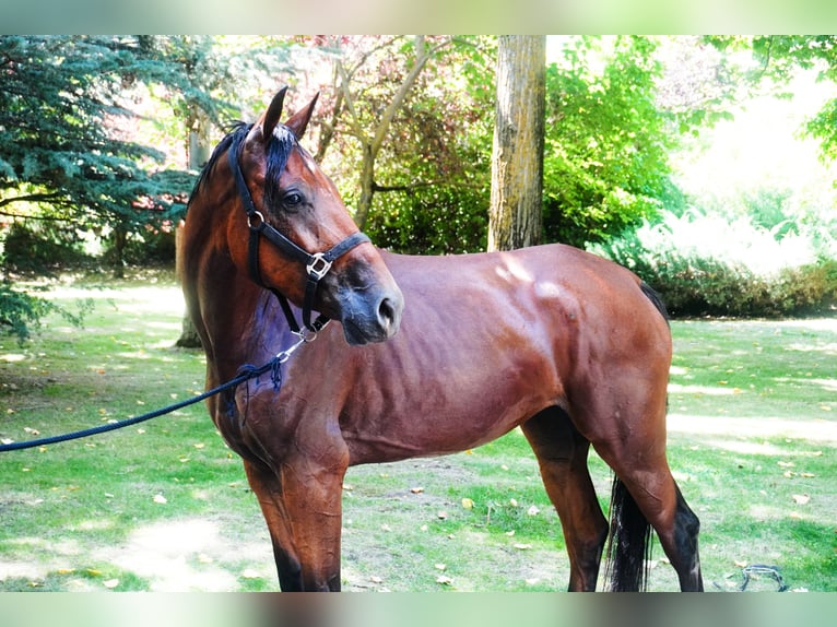Plus de chevaux à sang chaud Jument 5 Ans 173 cm Bai in el espinar (segovia)