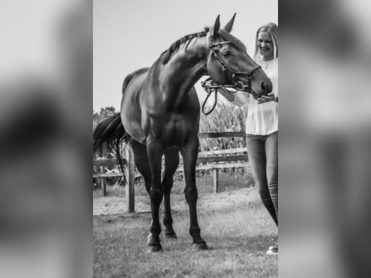 Plus de chevaux à sang chaud Jument 5 Ans 174 cm Bai in VredenVreden