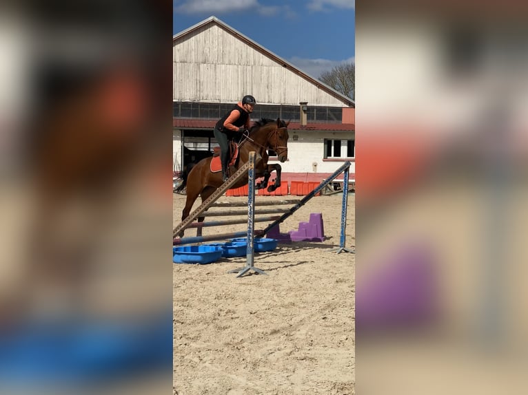 Plus de chevaux à sang chaud Jument 5 Ans Bai in Colmar
