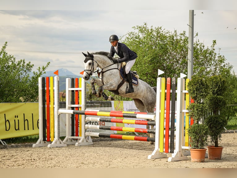 Plus de chevaux à sang chaud Jument 5 Ans Gris in Mägenwil