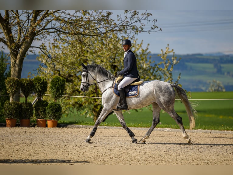 Plus de chevaux à sang chaud Jument 5 Ans Gris in Mägenwil