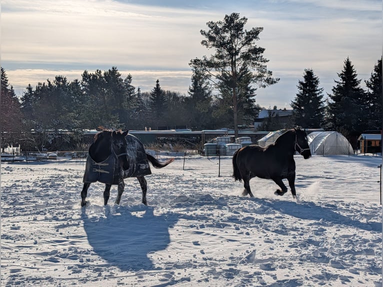 Plus de chevaux à sang chaud Croisé Jument 6 Ans 145 cm Noir in Möckern