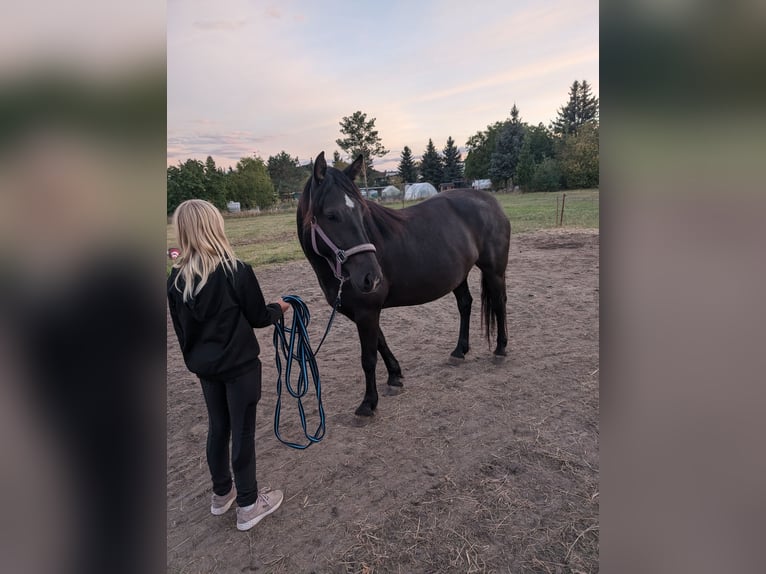 Plus de chevaux à sang chaud Croisé Jument 6 Ans 145 cm Noir in Möckern