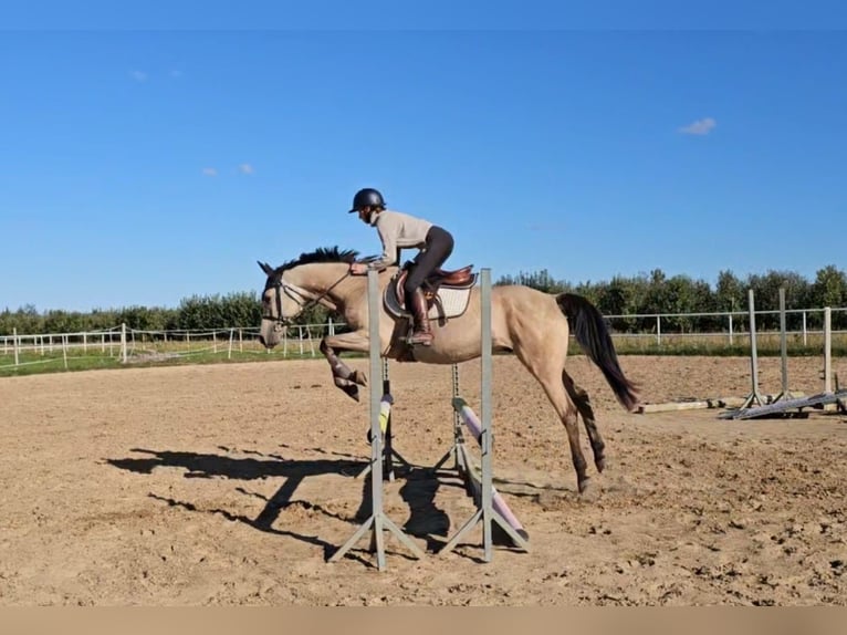 Plus de chevaux à sang chaud Jument 6 Ans 149 cm Isabelle in Grab&#xF3;w Nad Pilic&#x105;