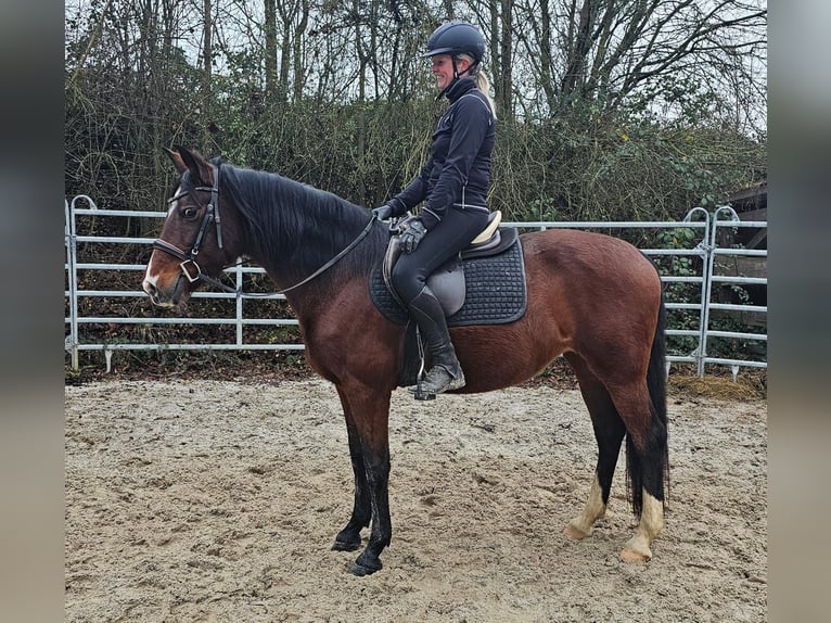 Plus de chevaux à sang chaud Jument 6 Ans 152 cm Bai in Bad Camberg