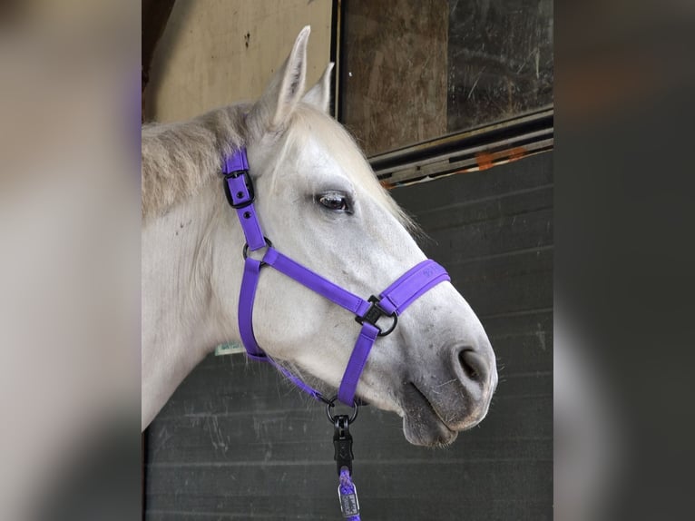 Plus de chevaux à sang chaud Jument 6 Ans 155 cm Gris in M&#xFC;hlenbeck