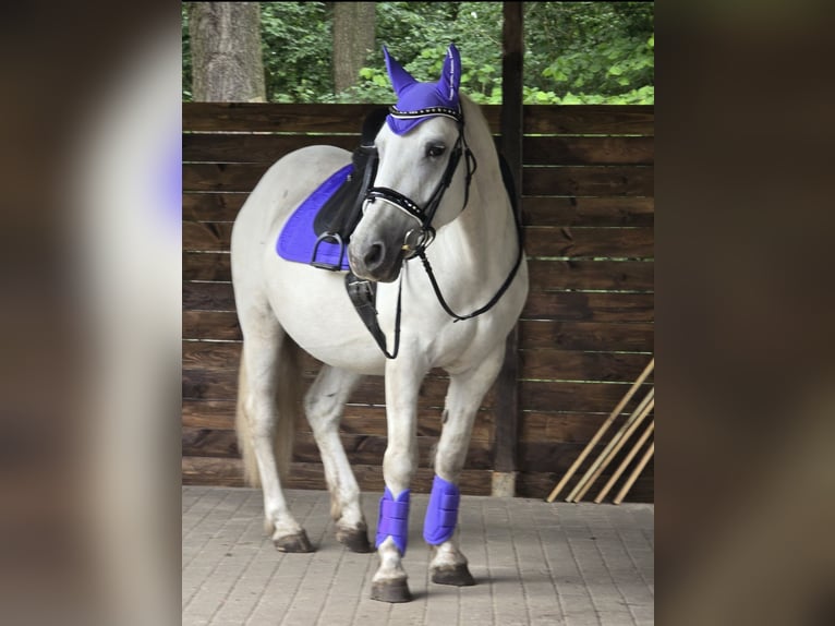 Plus de chevaux à sang chaud Jument 6 Ans 155 cm Gris in M&#xFC;hlenbeck