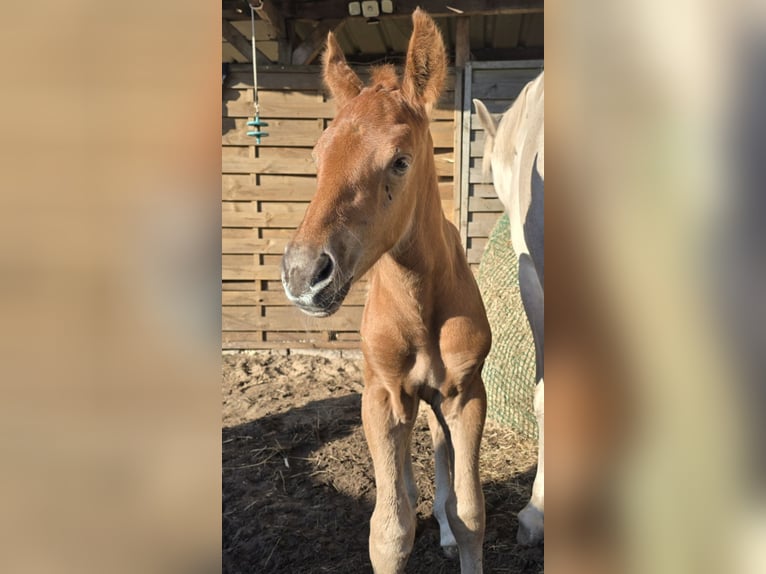 Plus de chevaux à sang chaud Jument 6 Ans 155 cm Gris in M&#xFC;hlenbeck