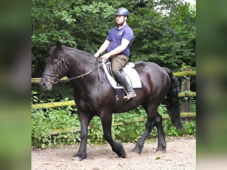 Plus de chevaux à sang chaud Jument 6 Ans 155 cm Noir in Dorsten